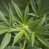 Une commission veut réglementer le cannabis à des fins non médicales dans une nouvelle loi (archives). KEYSTONE/PETER KLAUNZER